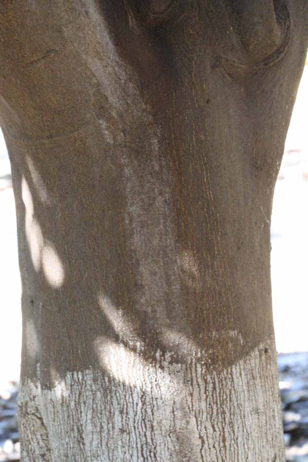              Bark (Riverside, CA)       